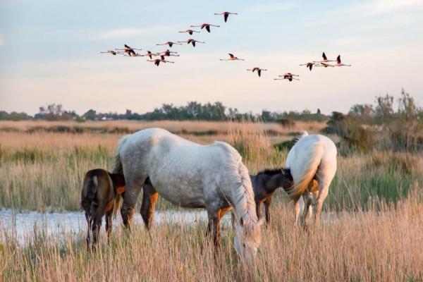 Beauvoisin  Camargue 빌라 외부 사진